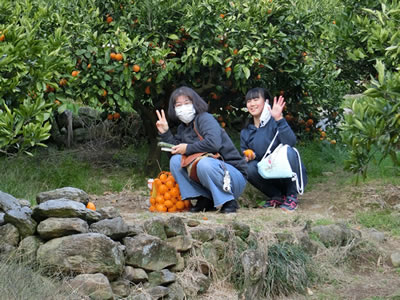 河内労福協 みかん狩り